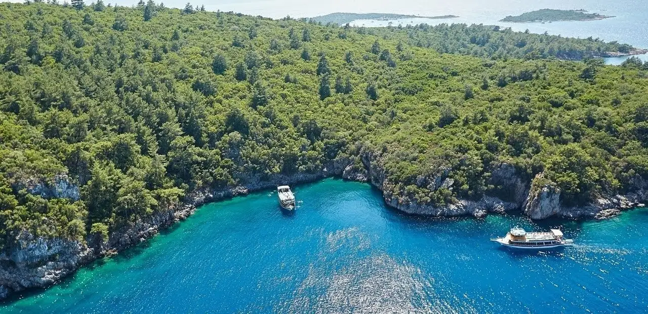 Lacivert Koy hakkında bilmeniz gereken her şey